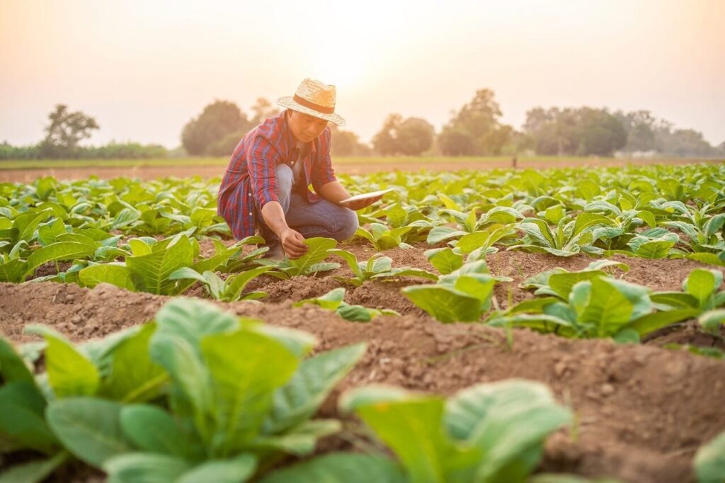 economía de campo como base